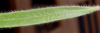  Leaves (Venation)
